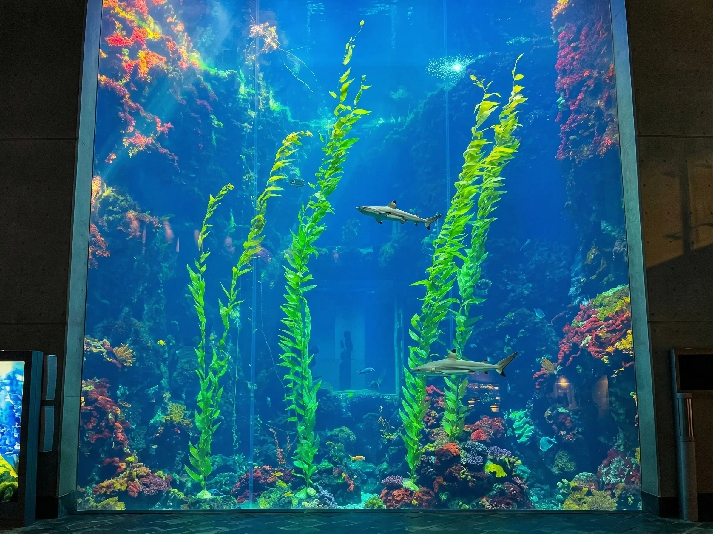 墾丁雨天室內景點-屏東海洋生物博物館